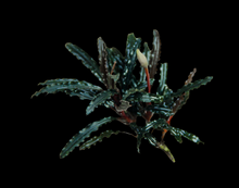 Bucephalandra Catherinae- SM portion