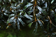 Bucephalandra Catherinae- SM portion
