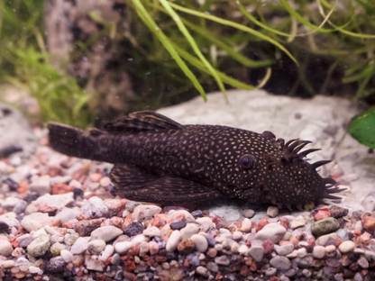 Bristlenose Plecostomus- M