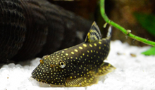 Borneo Spotted Loach