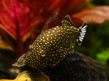 Borneo Spotted Loach
