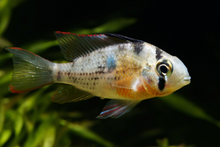 Bolivian Ram