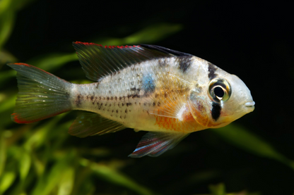 Bolivian Ram