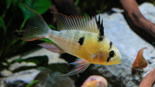 Bolivian Ram