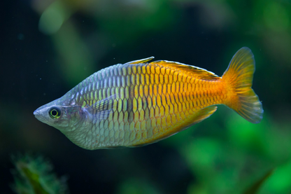 Boesemani Rainbowfish-L