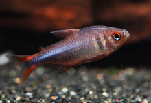 Blueberry Tetra