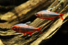 Blueberry Tetra