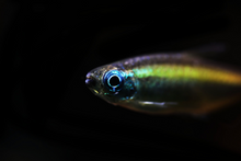 Blue-Eyed Congo Tetra WILD-M