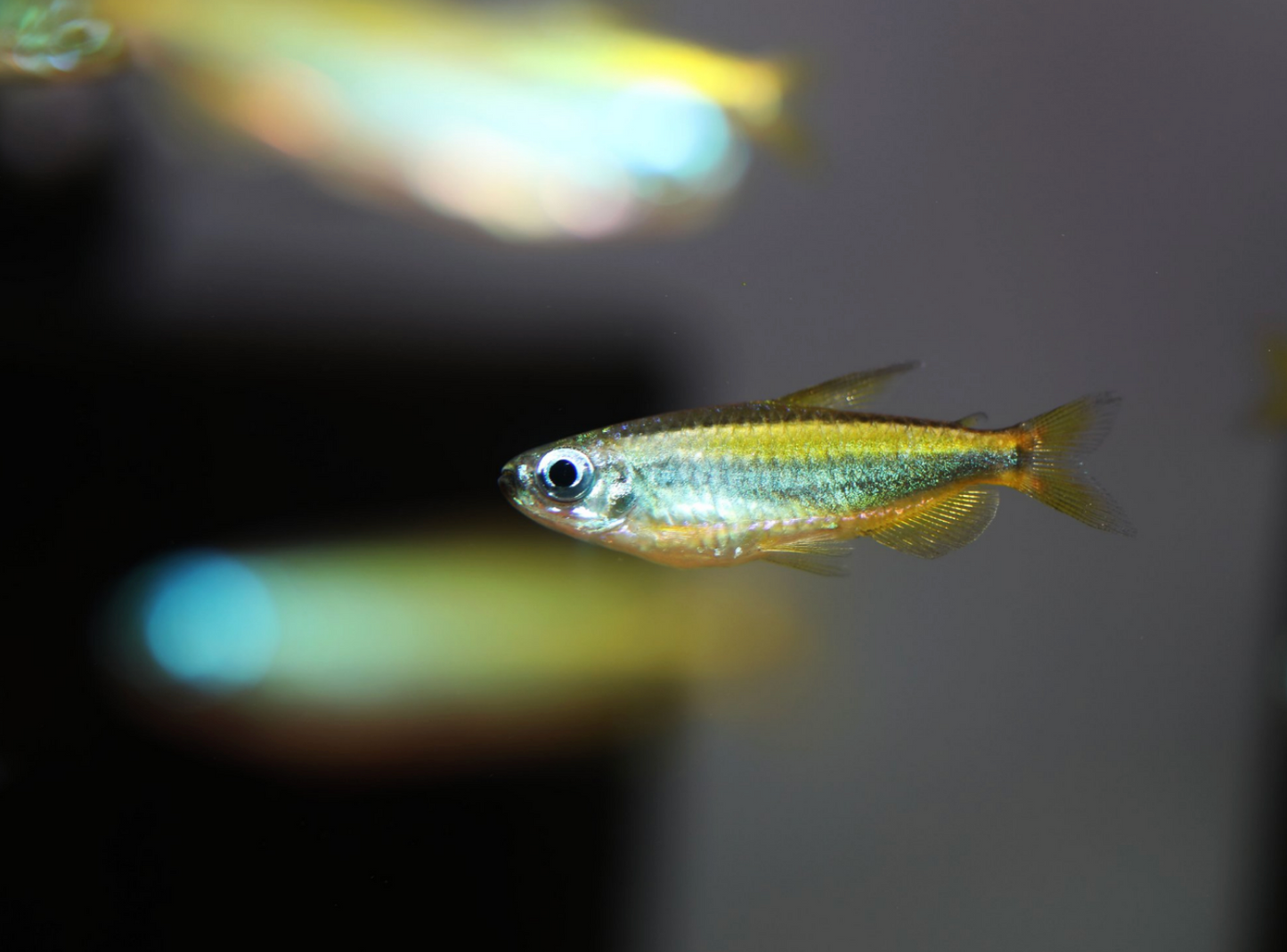 Blue-Eyed Congo Tetra WILD-M