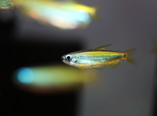 Blue-Eyed Congo Tetra WILD-M