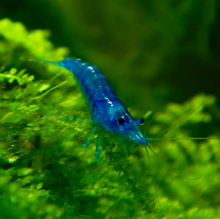 Blue Velvet Shrimp 5 Pack