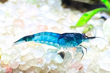 Blue Velvet Shrimp 5 Pack