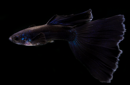 Blue Moscow Guppy-Male