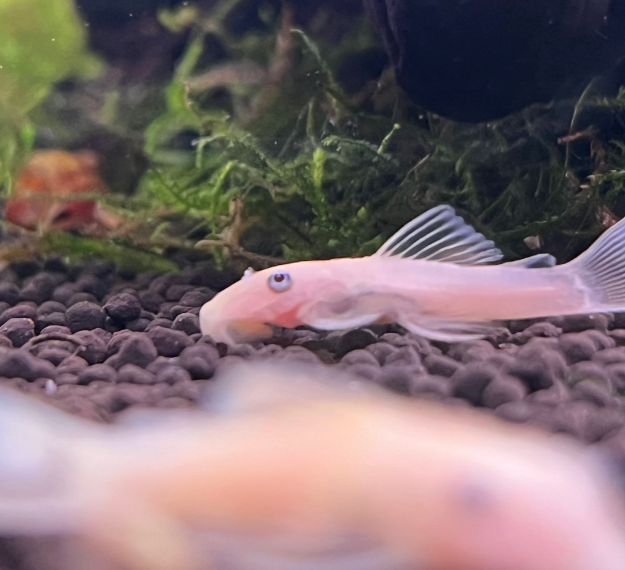 Blue Eye Lemon Bristlenose Pleco-M