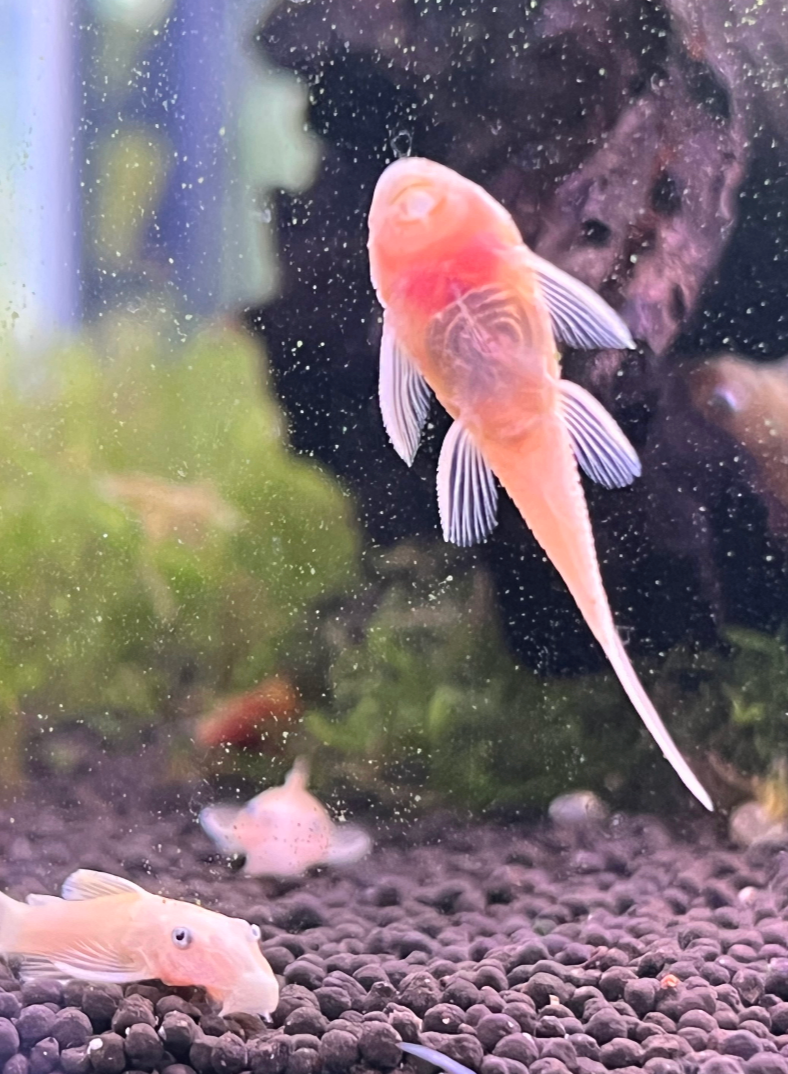 Blue Eye Lemon Bristlenose Pleco-M