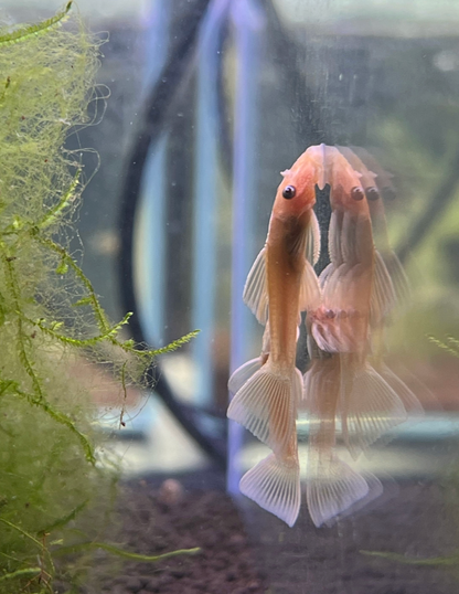 Blue Eye Lemon Bristlenose Pleco-M