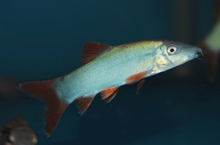 Blue Botia