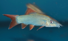 Blue Botia