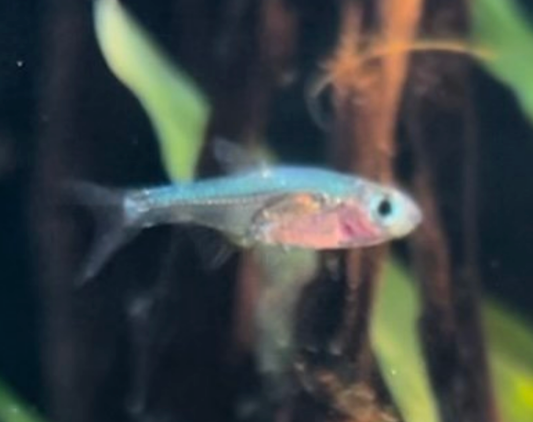 Blue Axelrodi Rasbora