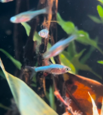 Blue Axelrodi Rasbora