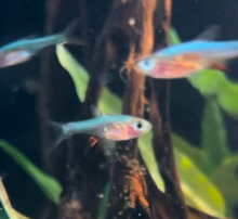 Blue Axelrodi Rasbora