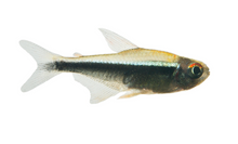 Black Neon Tetra