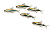 Black Neon Tetra