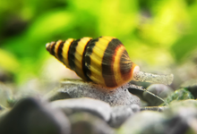 Assassin Snails
