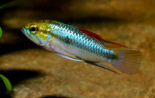 Apistogramma Trifasciata-S UNSEXED