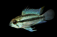 Apistogramma Trifasciata-S UNSEXED