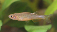 Rose Danio