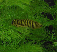 Hovering Zebra Loach