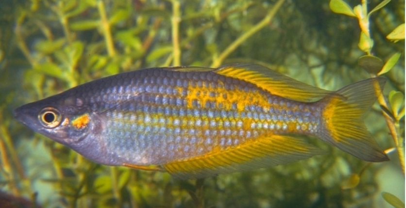 Parkinsoni Rainbow-M/L