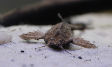Banjo Catfish