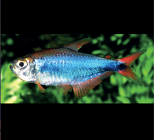 Bleeding Blue Tetra- WILD PERU
