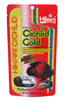 Hikari Cichlid Gold- Baby