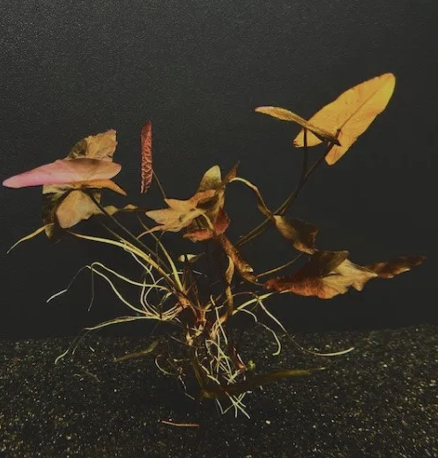 Dwarf Aquarium Lilly-Pot