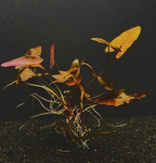 Dwarf Aquarium Lilly-Pot
