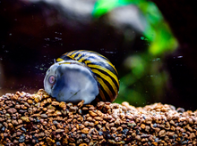 Zebra Nerite