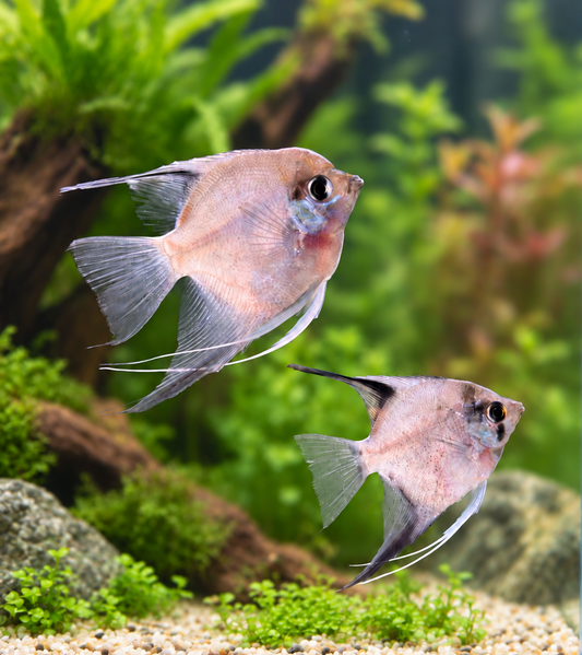 Blushing Blue Angelfish-M