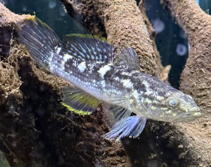 Snakehead Gudgeon-Giuris sp.