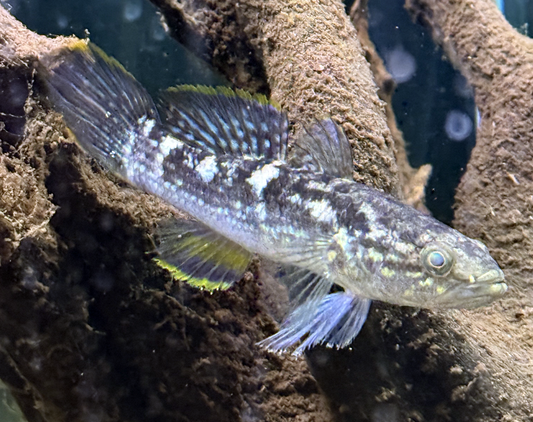 Snakehead Gudgeon-Giuris sp.