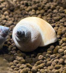 White Wizard Snail