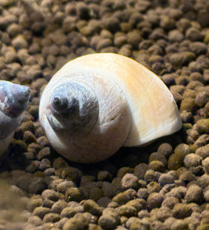 White Wizard Snail