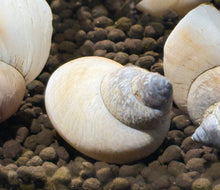 White Wizard Snail
