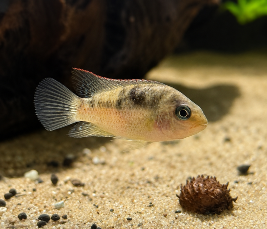 Rosy Cichlid-S Locally Bred