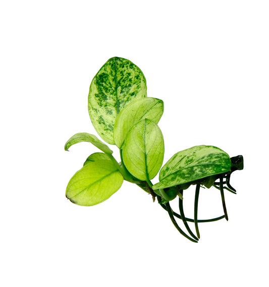 Anubias Pinto