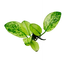 Anubias Pinto