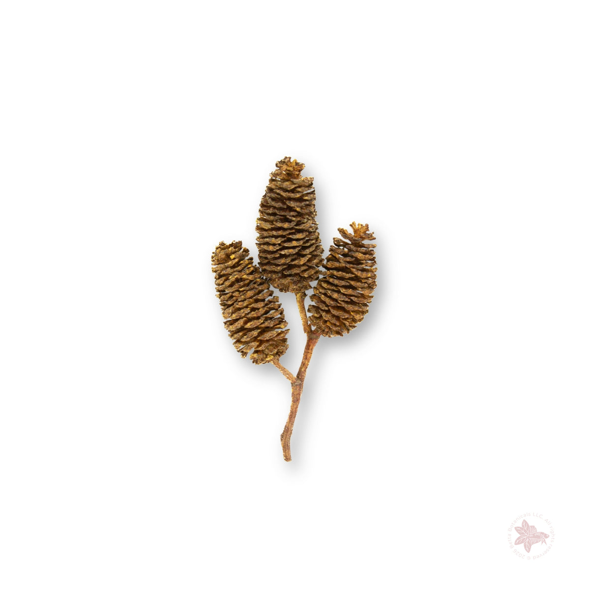 Betta Botanicals–Alder Cones