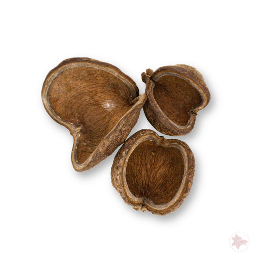Jungle Pod (Sterculia Pod)